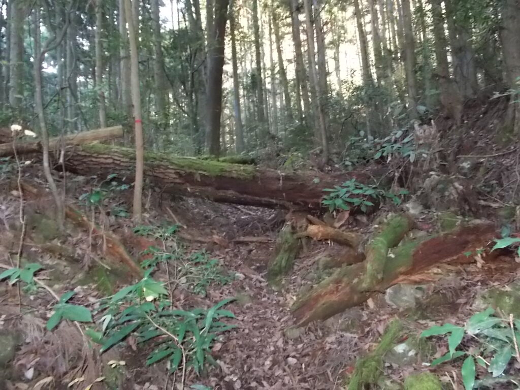 10：07　倒木です。