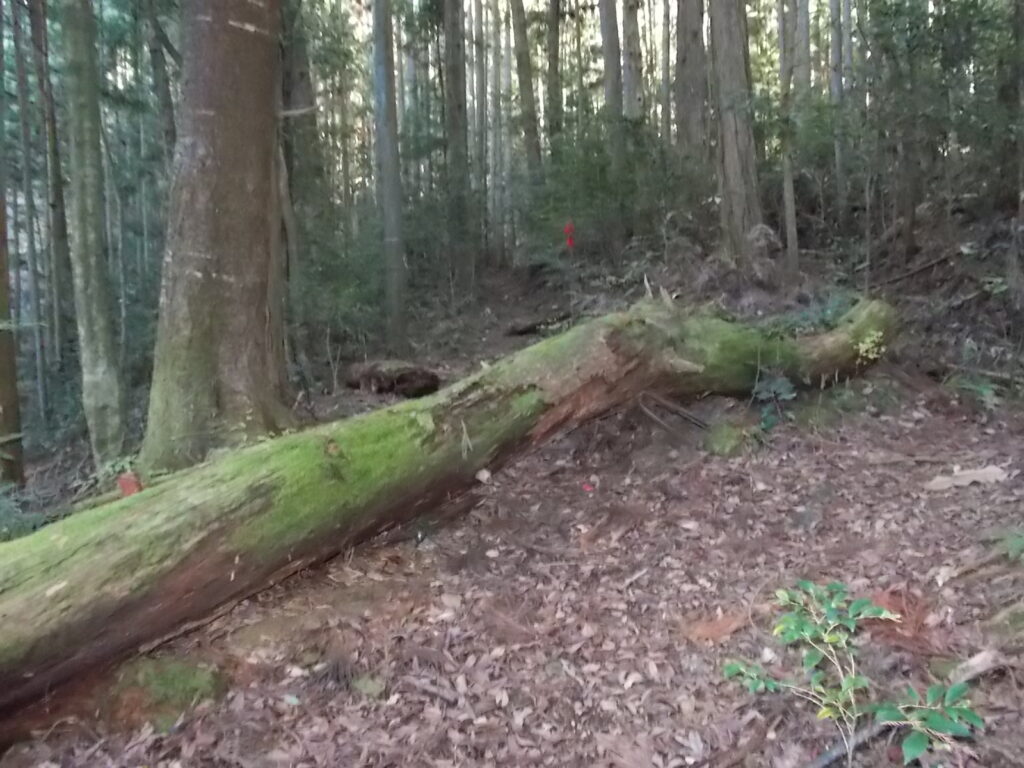 10：07　さらに苔むした倒木