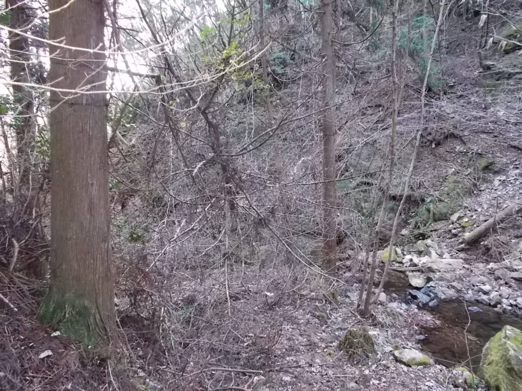10：53　倒木で塞がれていますが、川側へ迂回して通れます。水が多い時は？？？
