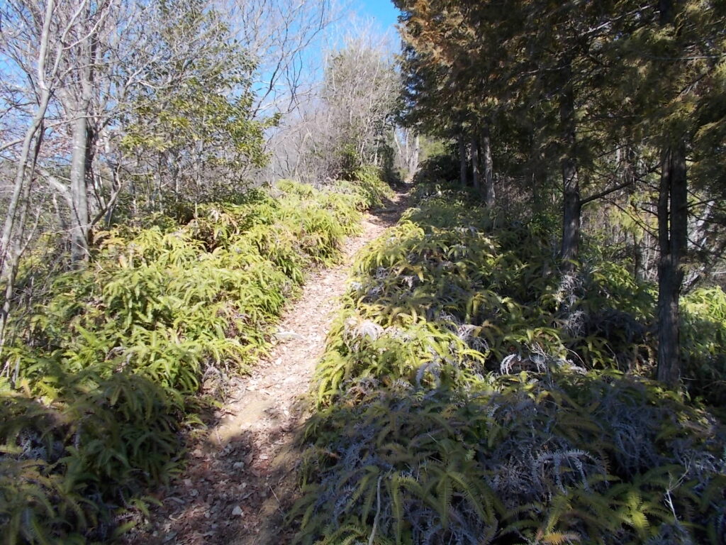 10:57 シダのある登山道
