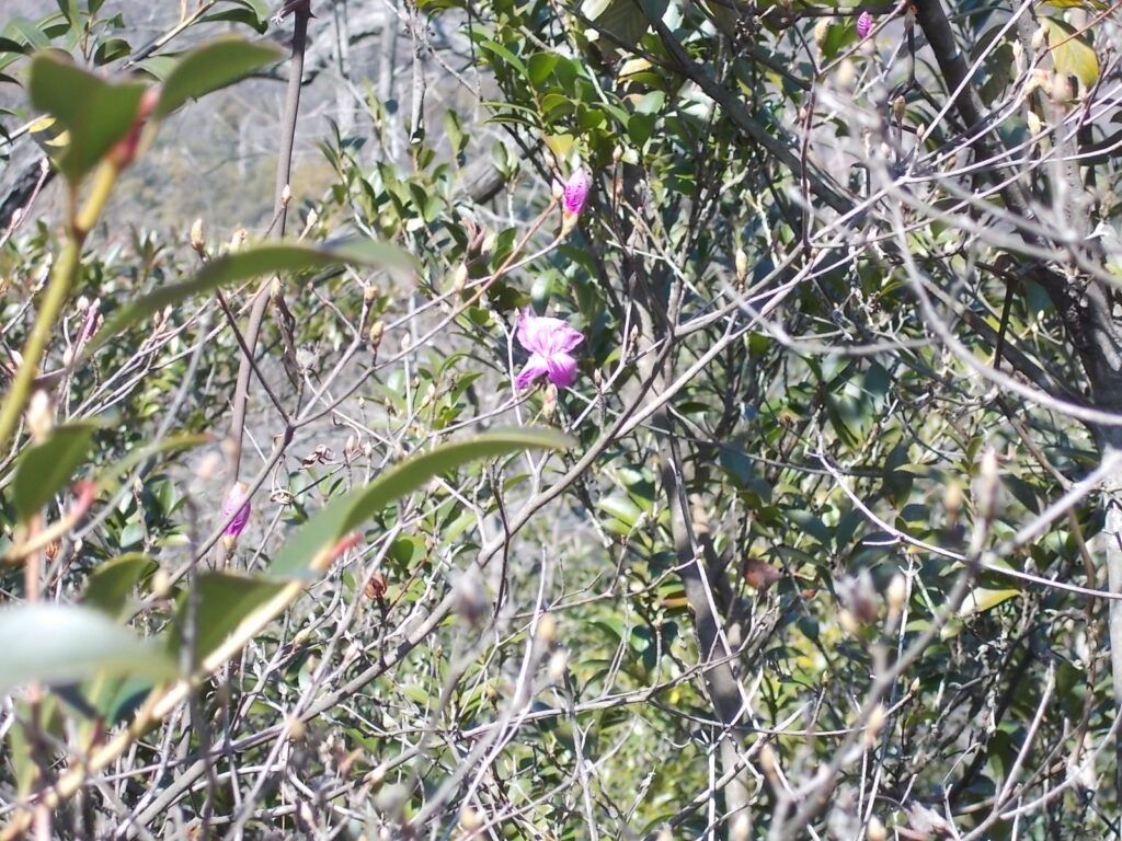 12:53 椿が咲いていましたが、もうミツバツツジも咲いていました。