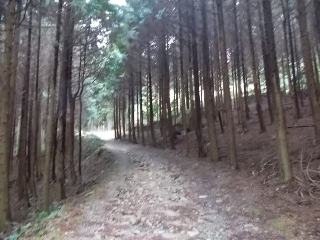 9:28 人工林の中を通ります。