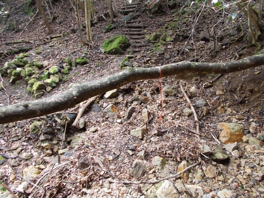 9:47 登山道をまたぐ倒木。余裕でくぐれます。