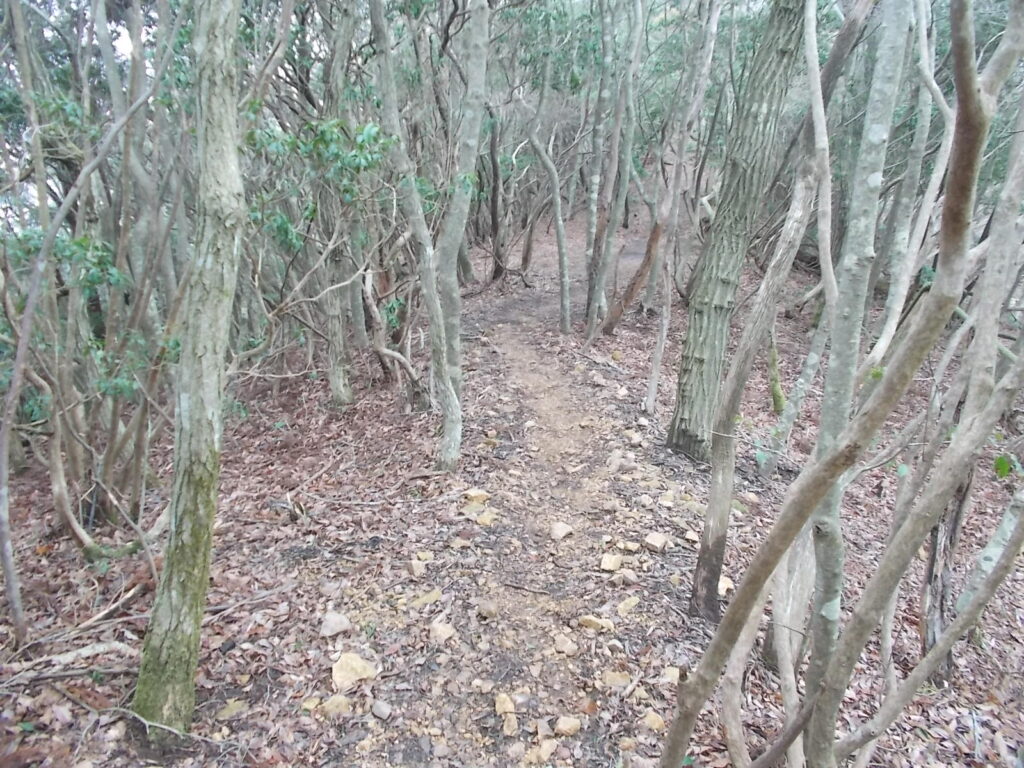 10:23 緩やかな尾根になりました。