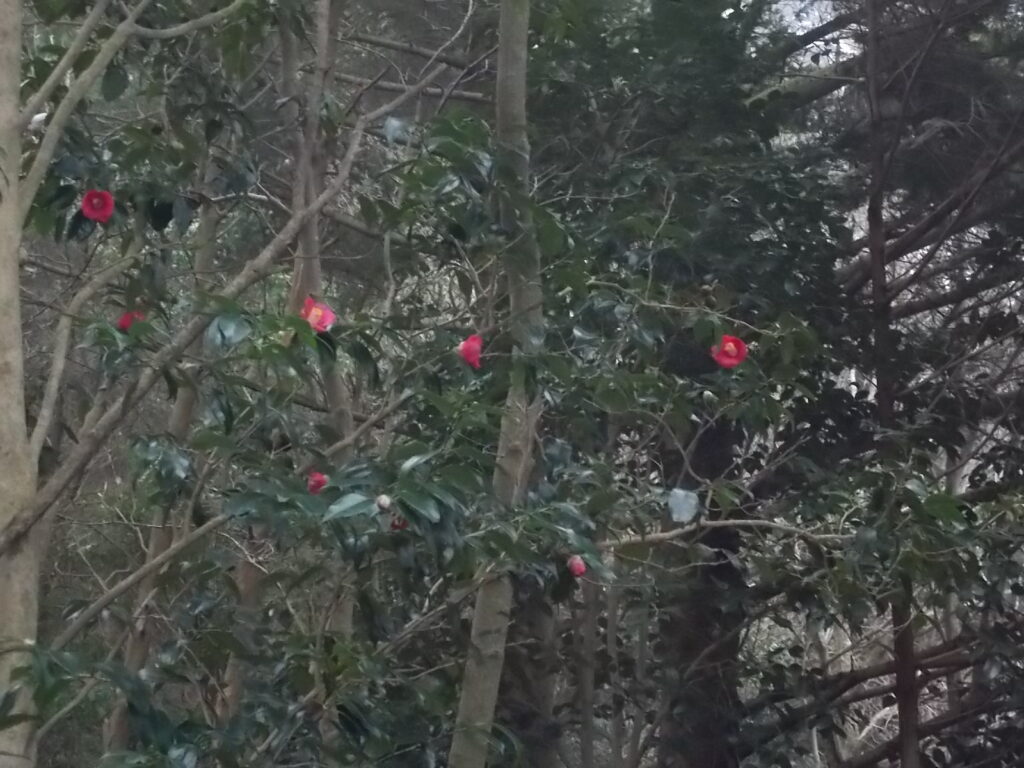 10:46 途中にも咲いていたやぶ椿の花。