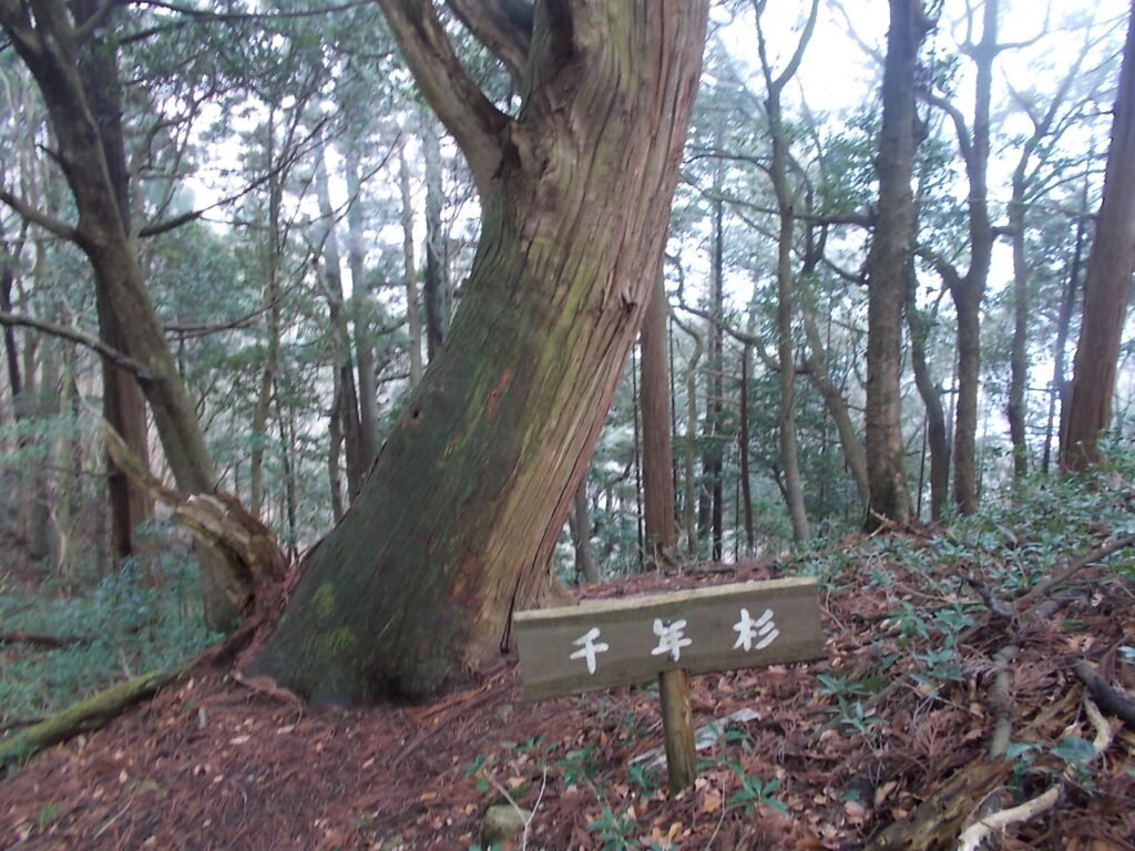 11:09 千年杉につきました。