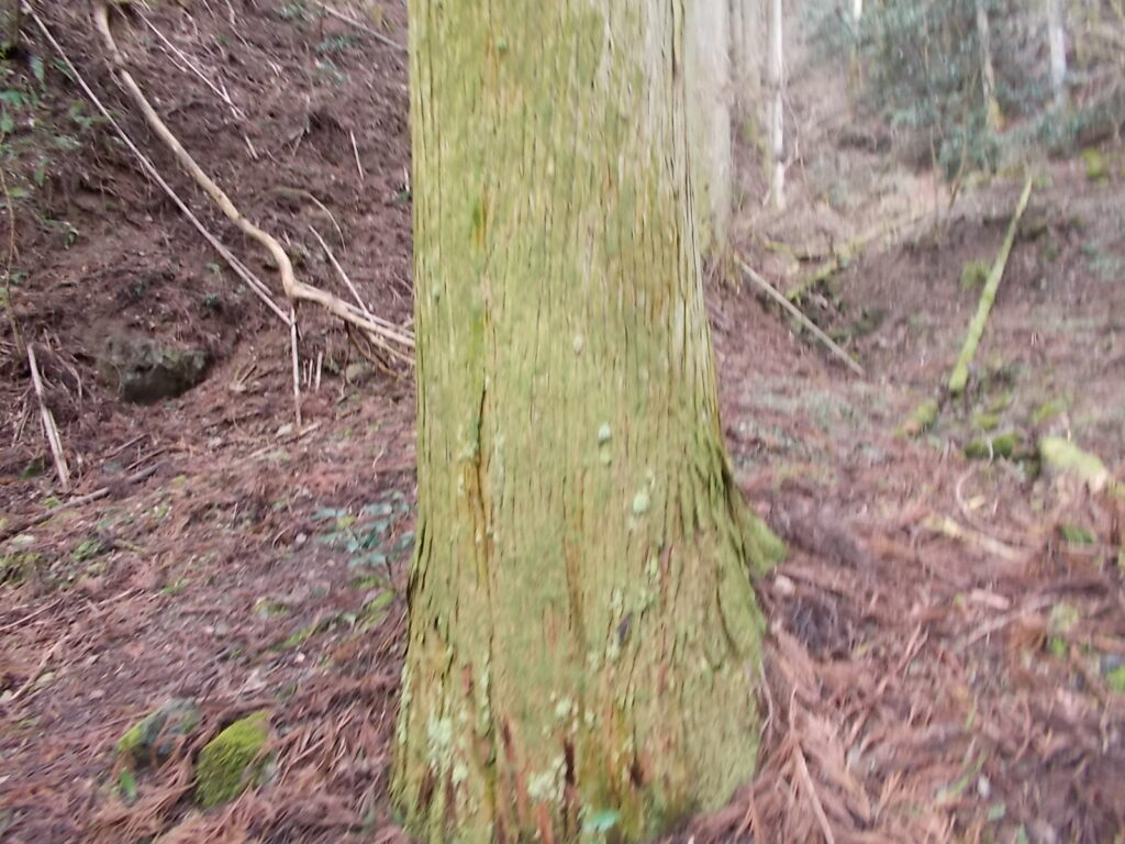 11:29 この辺りの木や石はみんな苔だらけです。