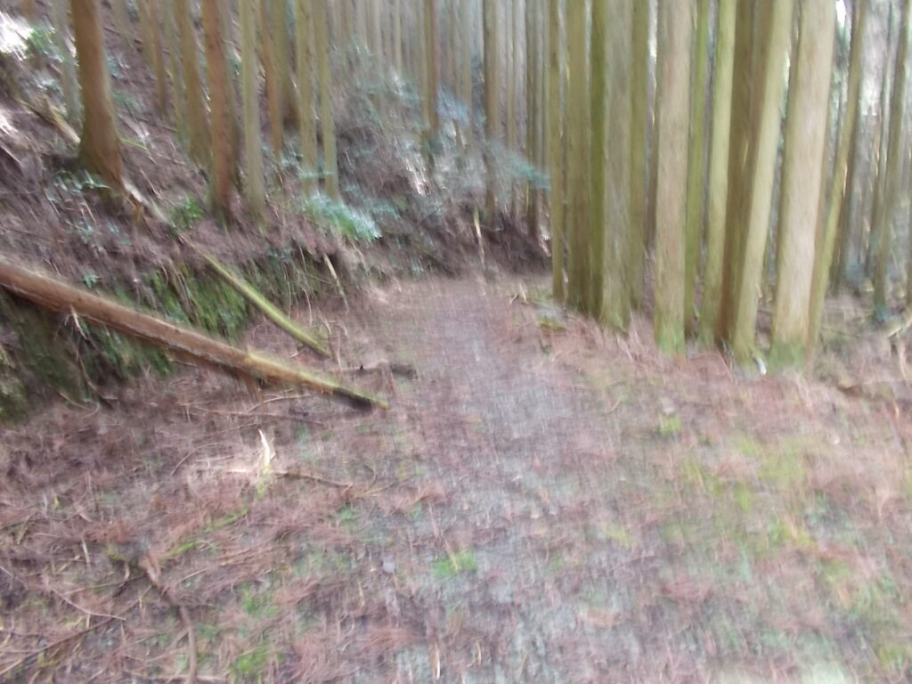 11:43 林道を歩きます。