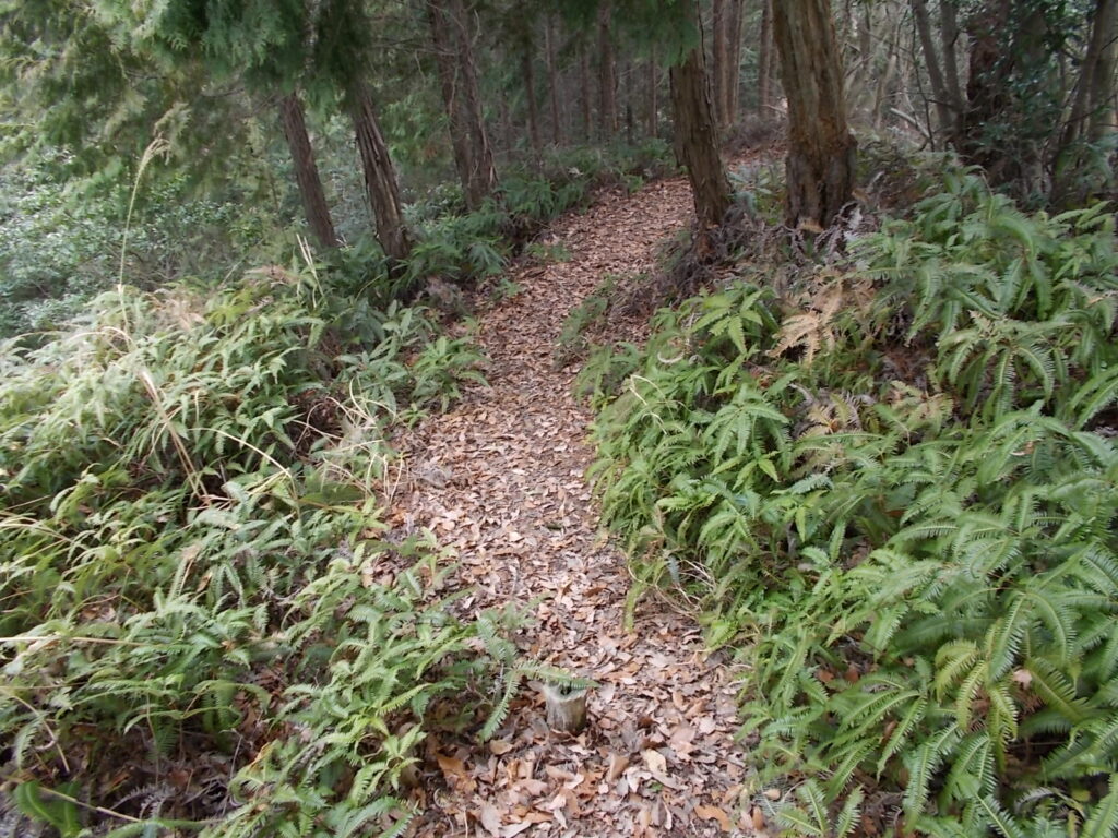 11：31　このあたりシダが多いです。