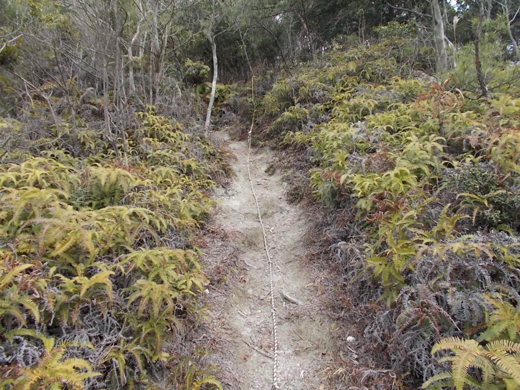 11：39　またまたシダの道