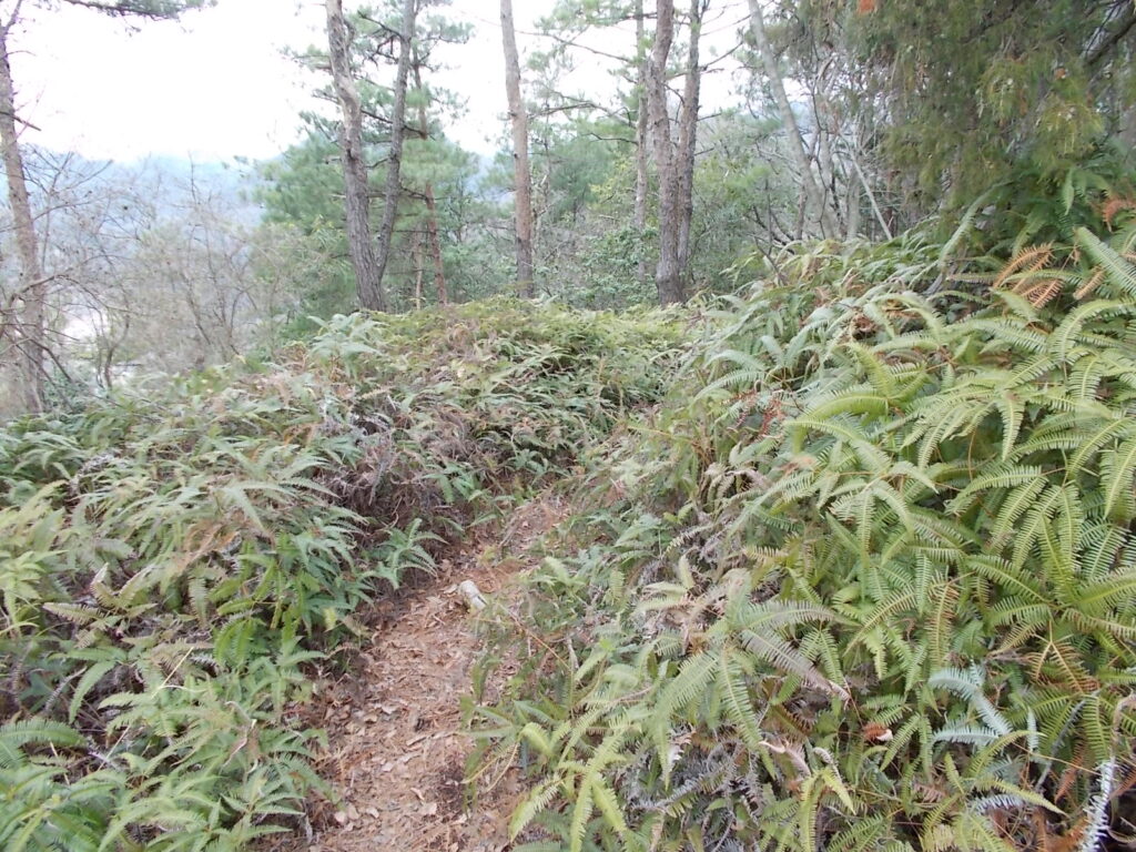 11：55　シダの道を行きます。