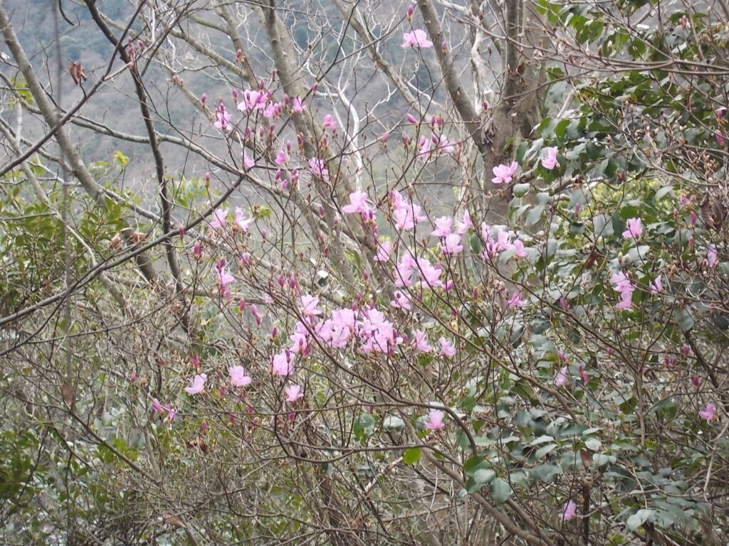 12：43　途中咲いていたコバノミツバツツジ
