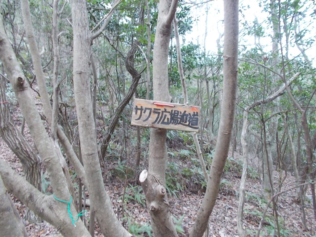 12：45　さくら広場への分岐。ここを右へ。直進して尾根筋をたどり大きく回ることもできます。