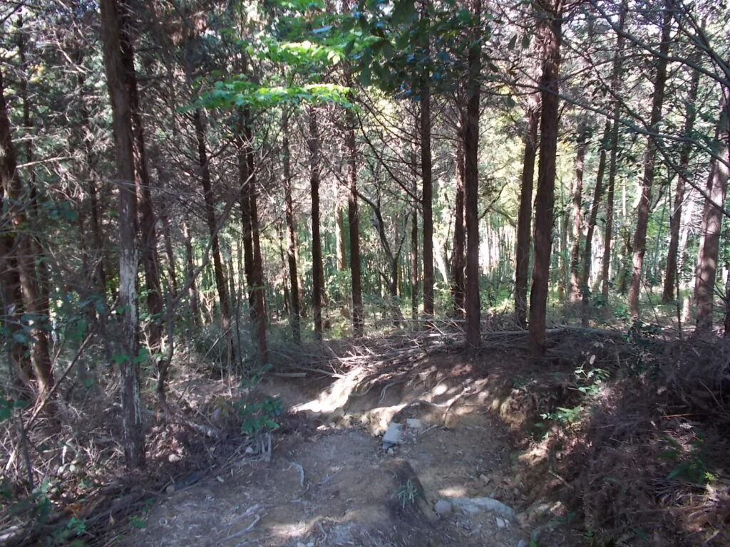 10：07　登山口手前の人工林。ここを抜けるととすぐに登山口に出ます。