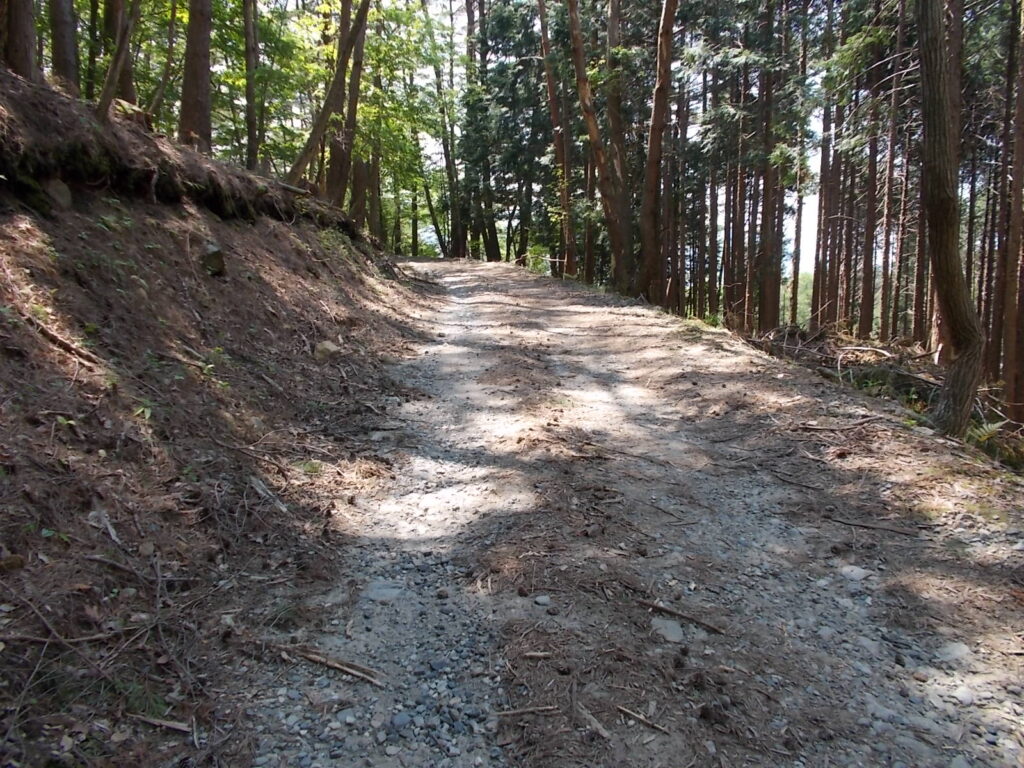 10:48 明るい林道を歩きます。