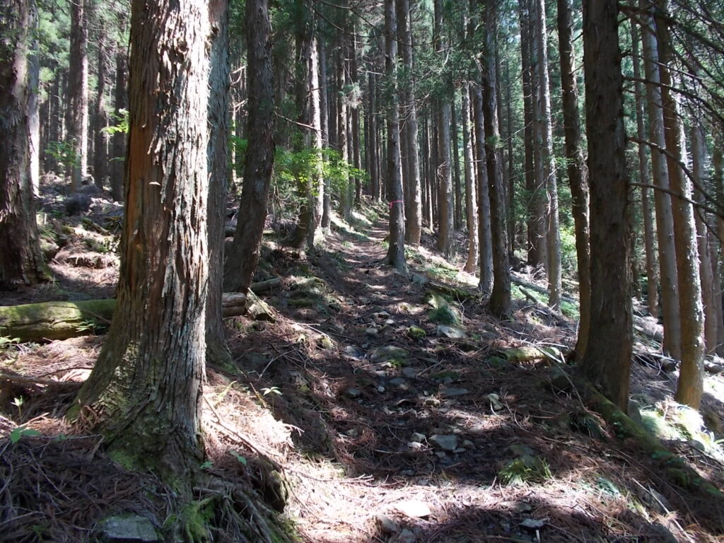 11:06 登山道の様子。人工林の中を進みます。当分景色は見られません。