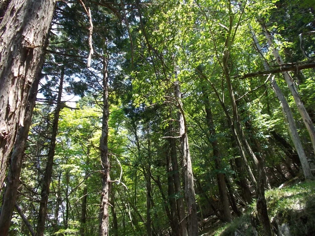 11:42 この辺りから人工林からブナなどの自然に変わります。