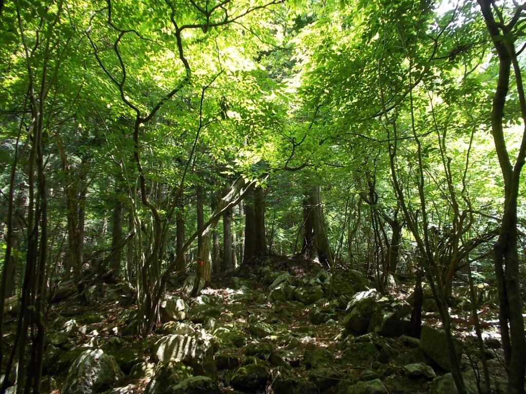 10：48　すぐに出会う、自然林の木漏れ日。なんだかほっとしますね。しかし道はハードです。