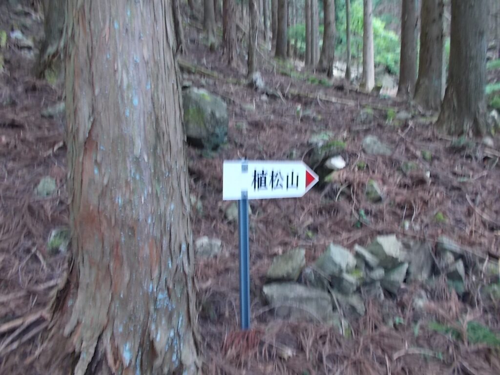 10：50　人工林の中にある案内板。