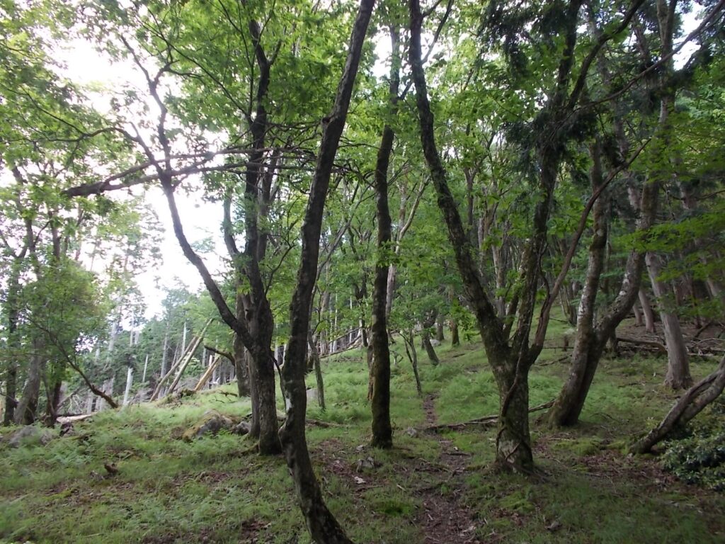 11：39　山頂手前の山上庭園。自然林はホントに癒やされます。