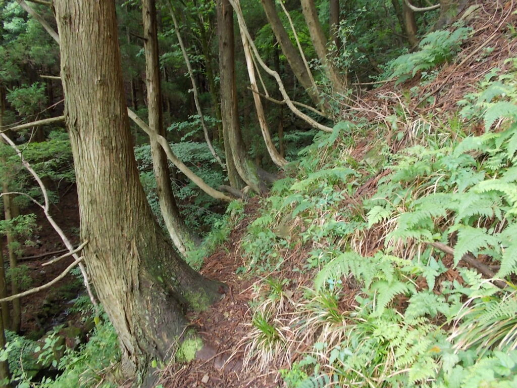 11：24　ここから登山道になります。