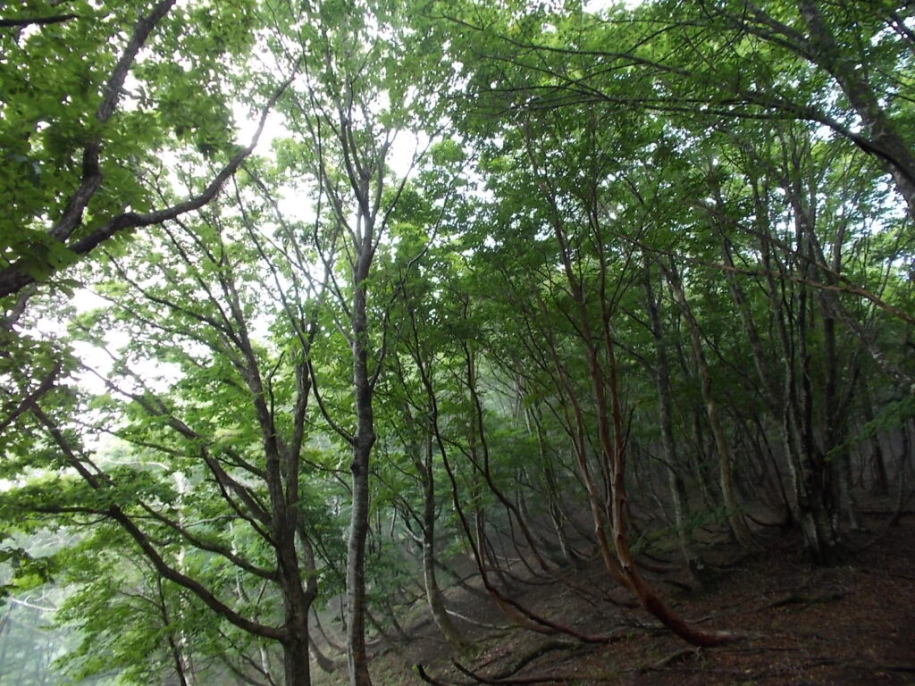 11：50　明るい自然林。ホッとしますね。