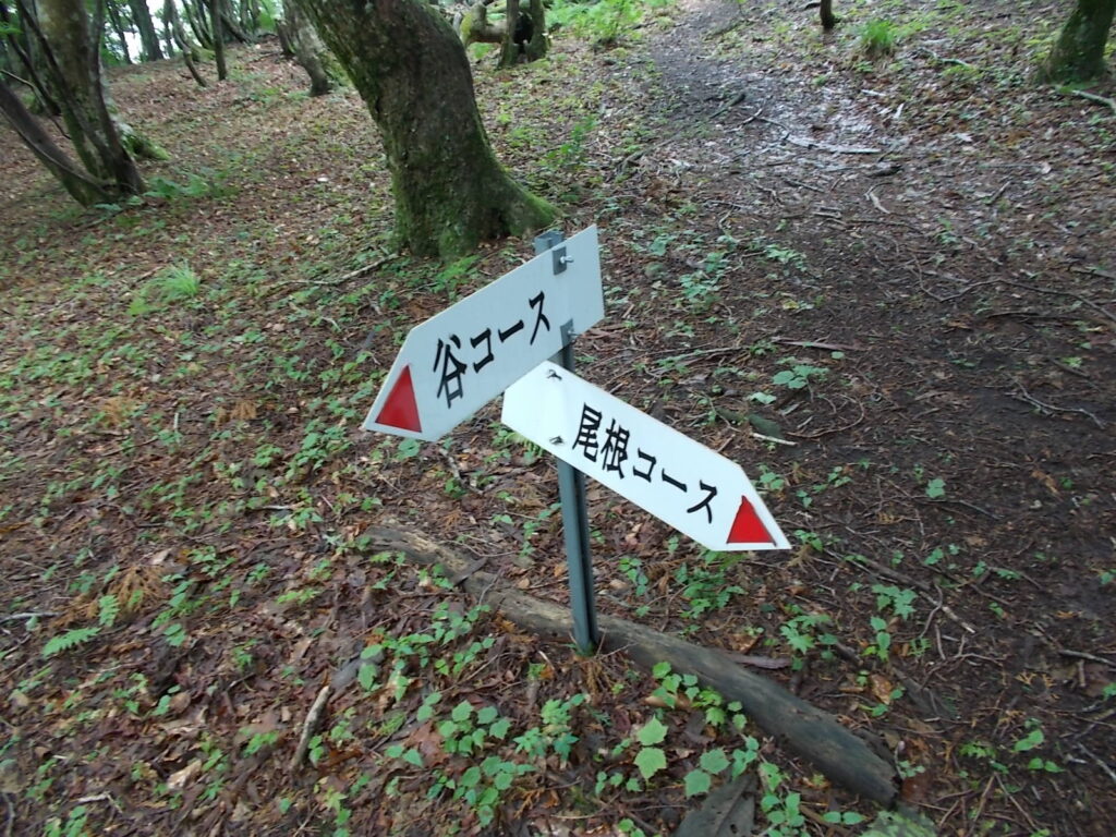 11：54　山頂手前の尾根コースとの分岐。