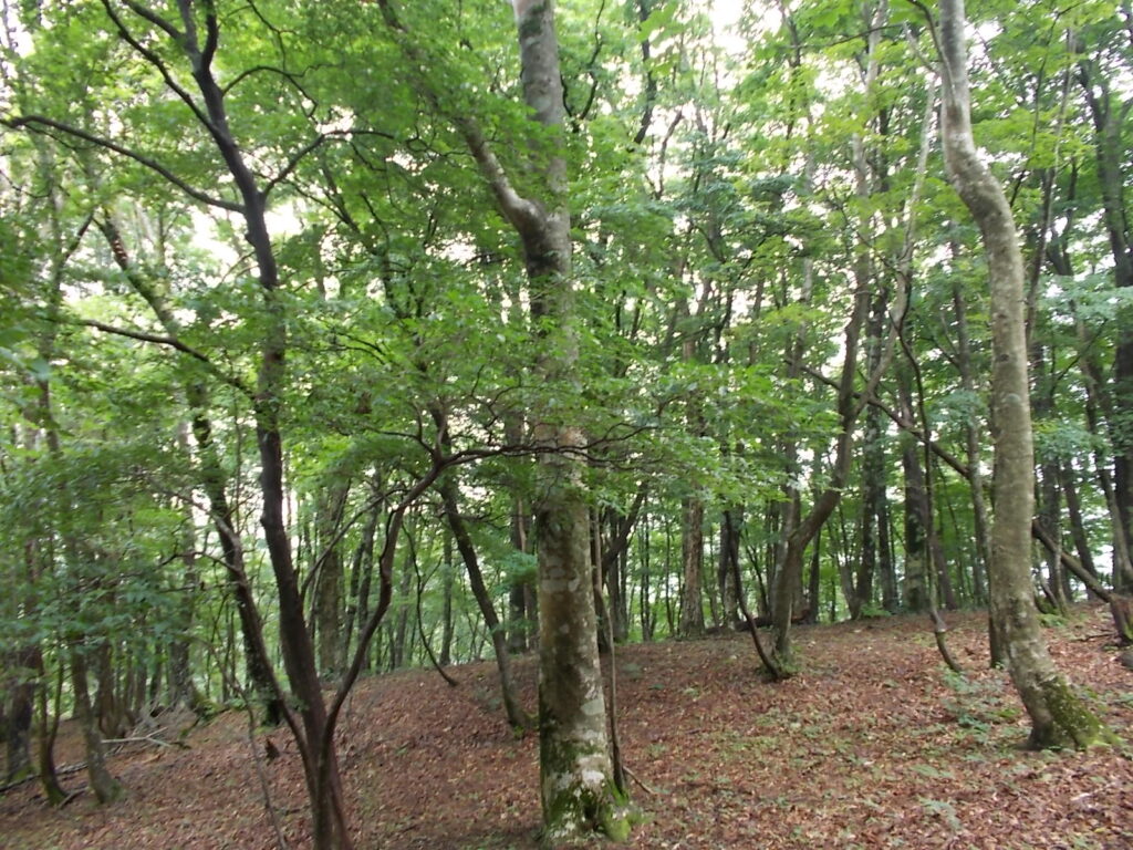 11：54　山頂付近は自然林で囲まれています。