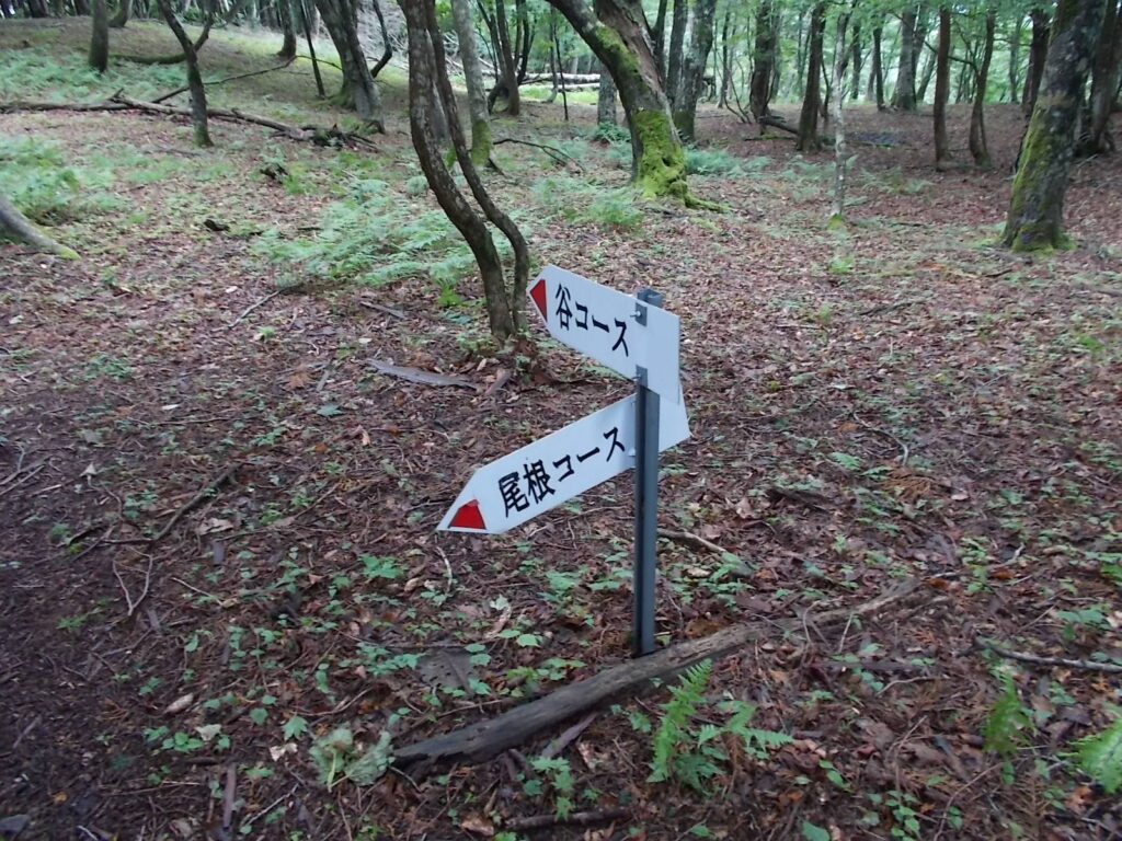 11：58　谷・尾根ルートの分岐。ここから尾根ルートへ。