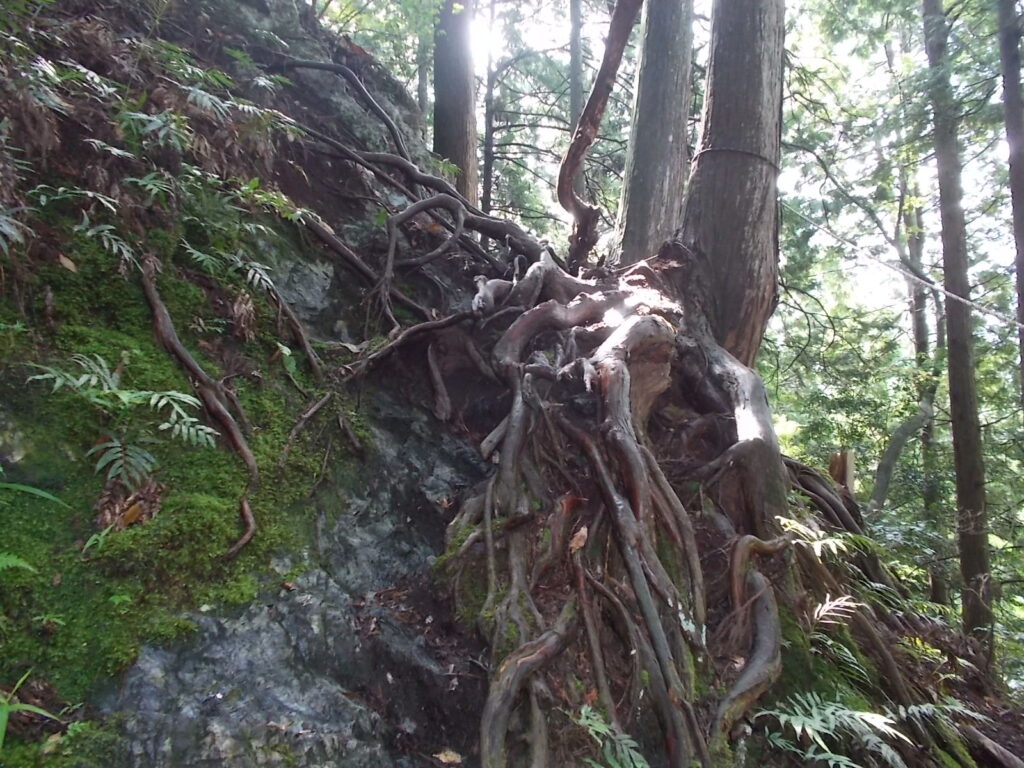 10：00　次の滝へはこの木の根っこを登ります。下を迂回するルートもあるようですが、よくわからないので、こちらへ。濡れているので、滑りやすいです。