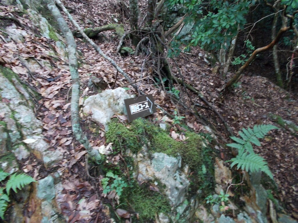 10：31　目の前の坂を登りそうになるんですが、周回コースはまっすぐ奥へ。