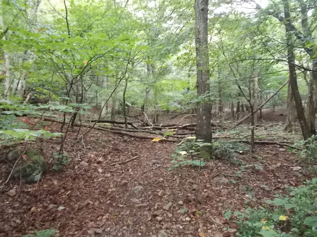 10：36　明るい自然林の中を歩きます。新緑や紅葉の季節がよさそうです。