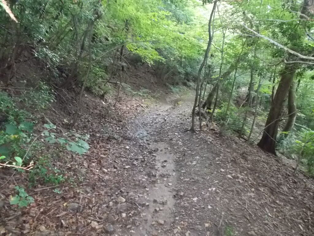 11：18　最初の林道は歩きやすいのですが、途中からはかなり荒れてます。