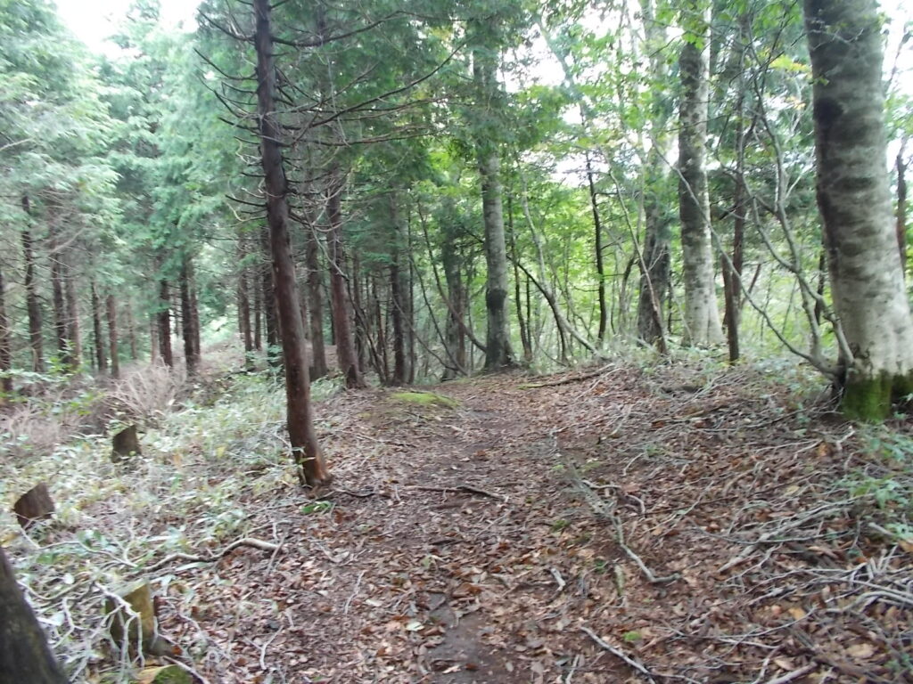 10：44　歩きやすい登山道