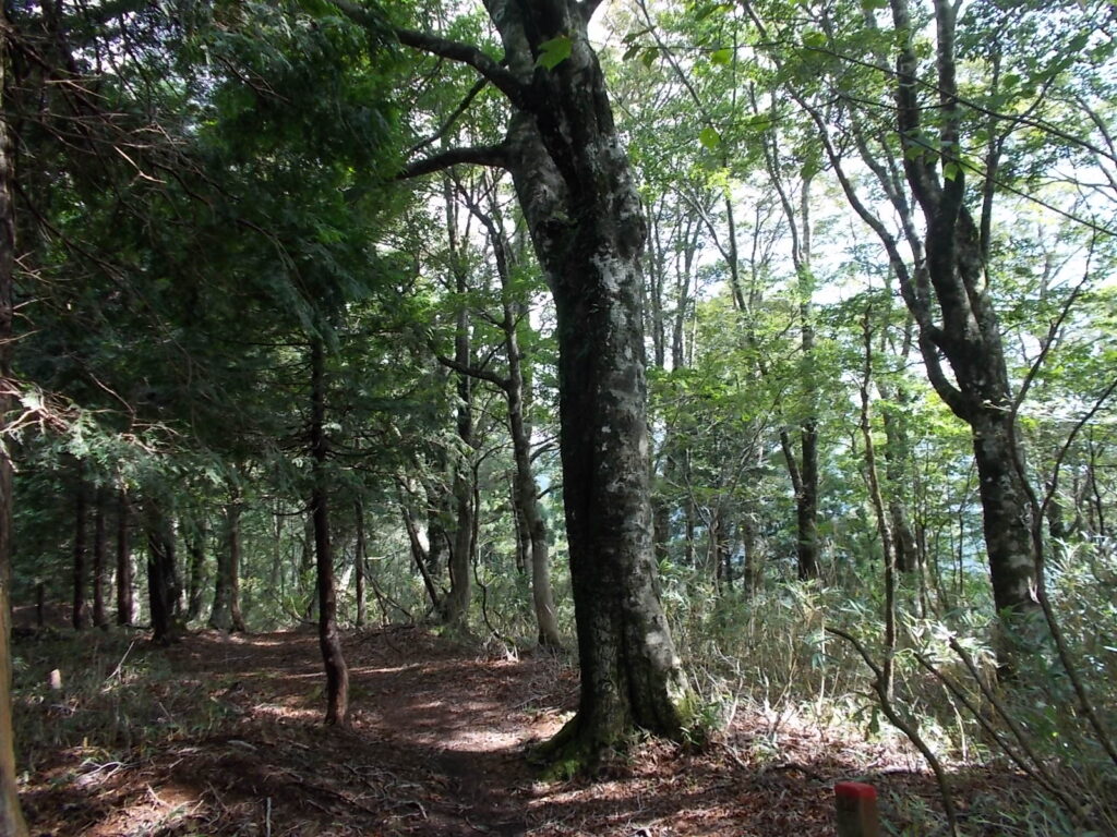 10：45　太いブナの木
