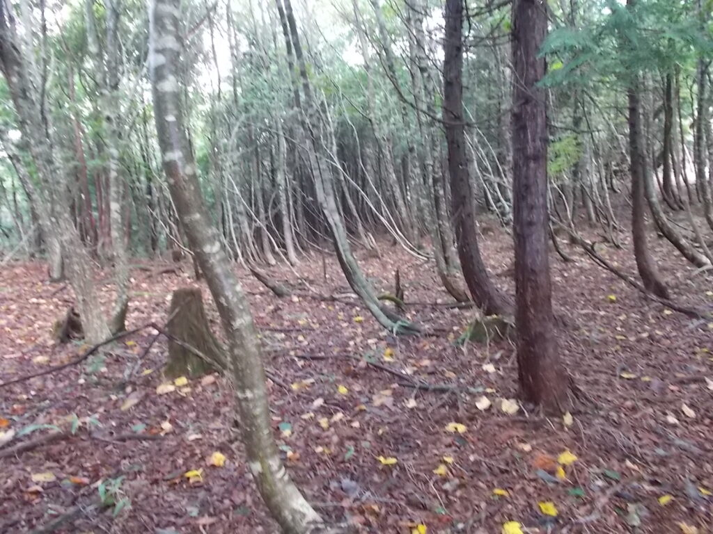 10：52　雪で曲がった木達。スキー場があるだけあって雪が多いんですね。