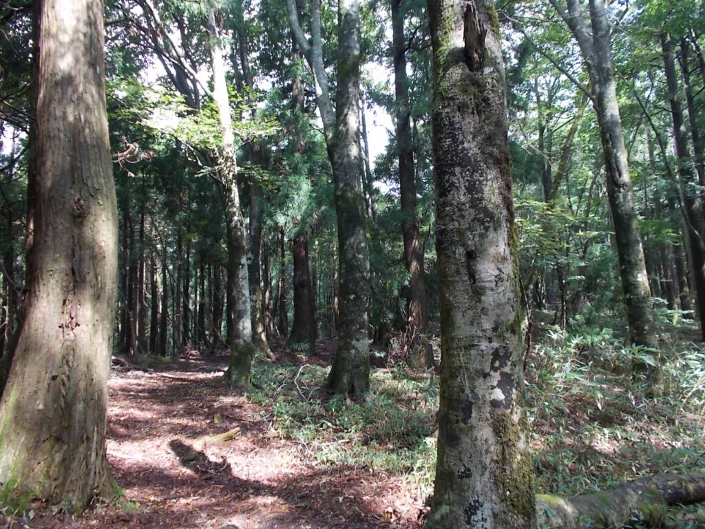 10：57　この辺り、太い木がいっぱいあります。