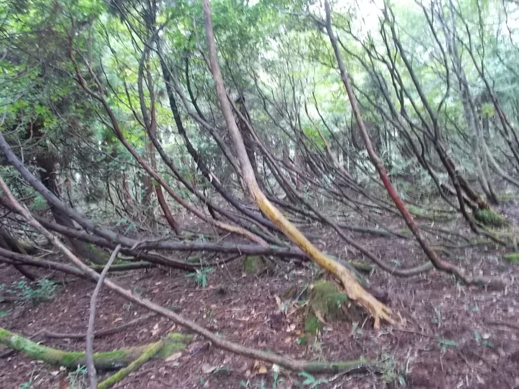 10：59　さらに曲がった木々。頑張ってますねえ。