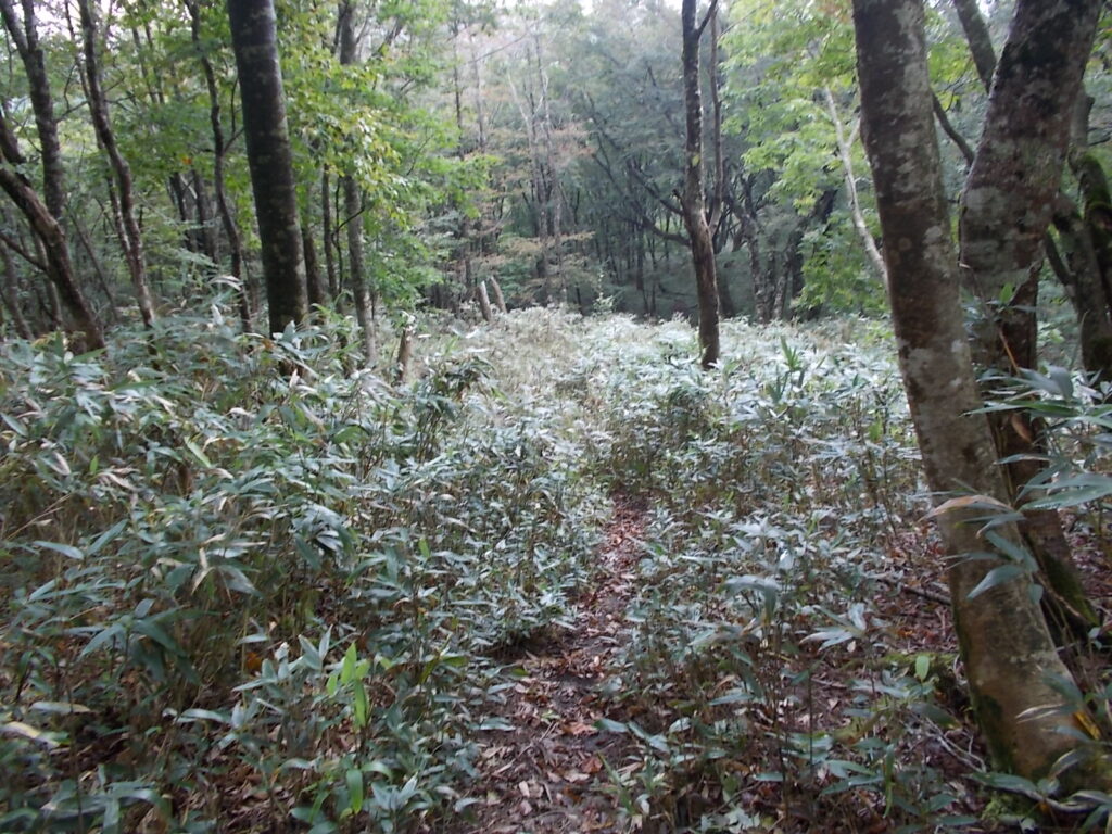 11：02　笹の中を進みます。