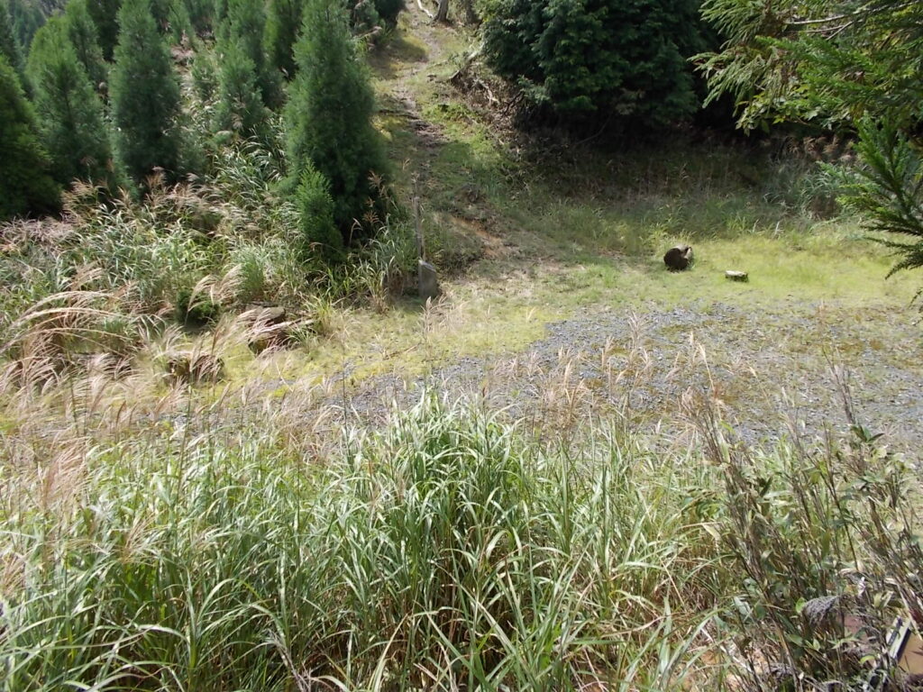 11：43　引き返して林道に戻り、簡単に昼食。