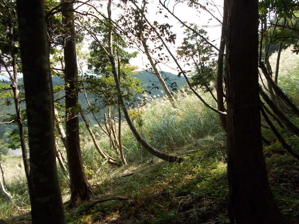 12：39　左手は一面のススキです。