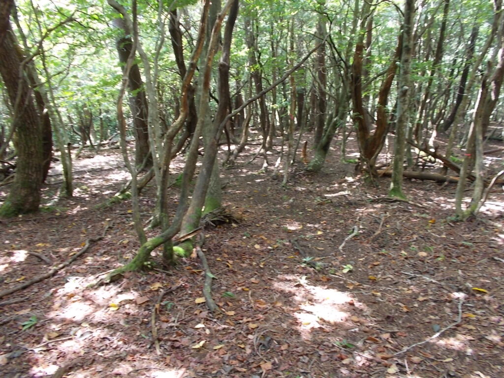 12：44　急斜面を下りたら、歩きやすい登山道なんですが。