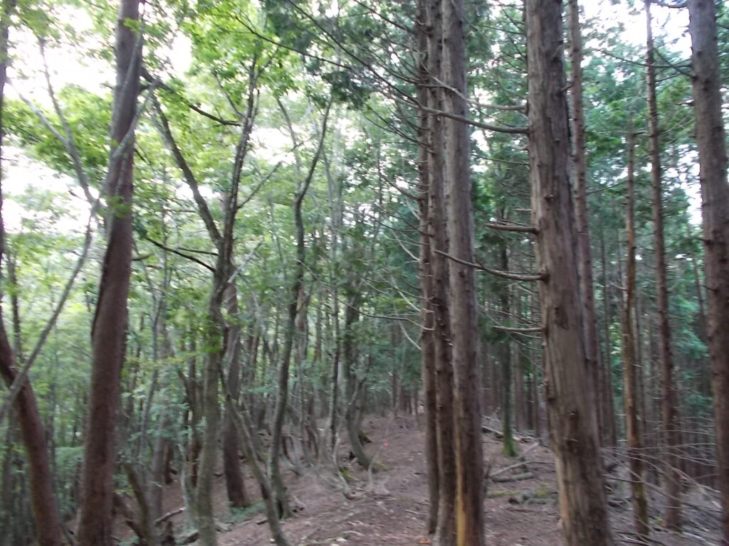 12：54　右が人工林、左が自然林の県境尾根。