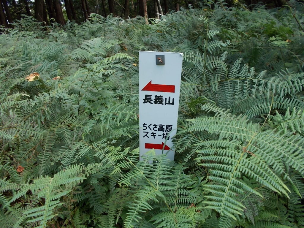 13：12　シダの中にある案内板。