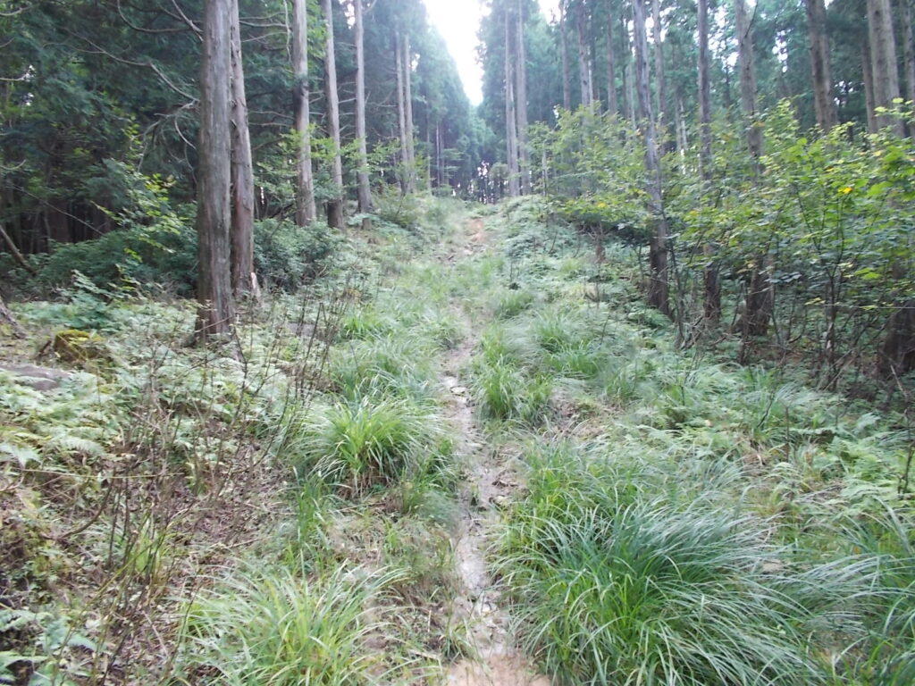 13：13　このあたりから作業道を進みます。