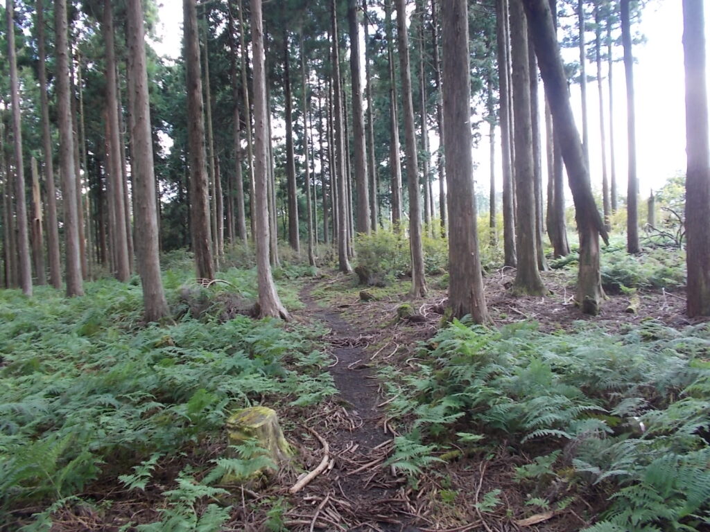 13：31　歩きやすい林の中の道です。