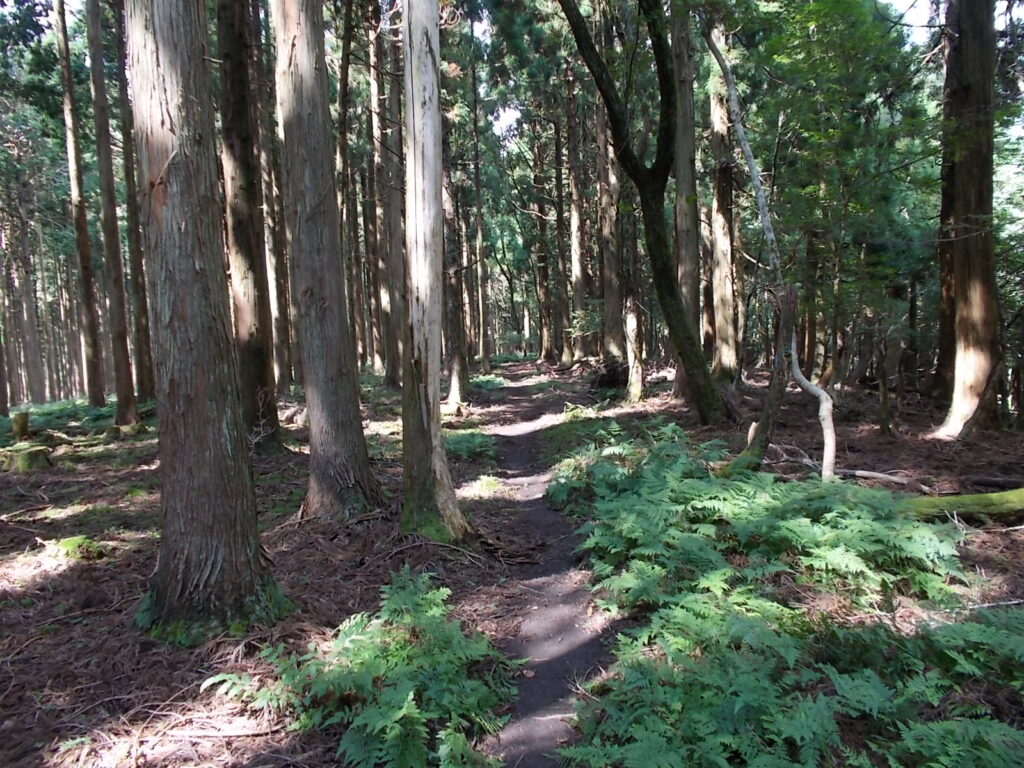 13：42　こちらも歩きやすい林の中の道。