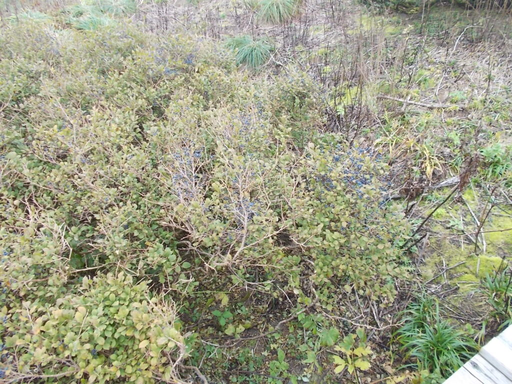 10:59 木道の横にある青い実。サワフタギだそうです。