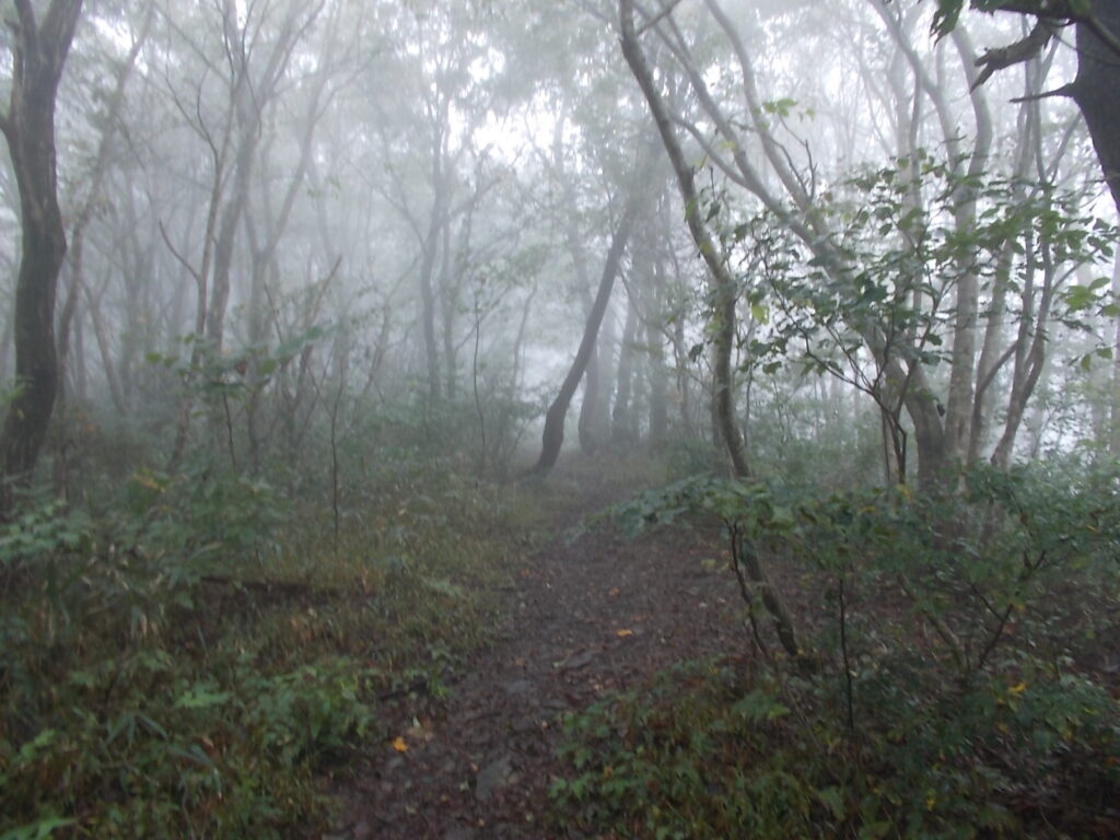 10：02　緩やかなブナ林を上ります。晴れてると気持ちいいんでしょうね。
