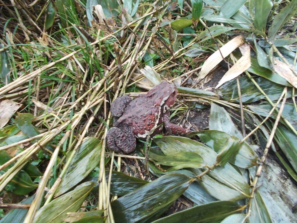 11：29　少し行くと、大きなヒキガエルがお出迎え。寒そうで、まったく動きません。